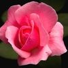 rosebud1510